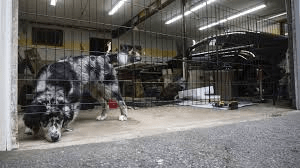 How To Keep Dog In Garage With Door Open (Safe & Practical Guide)